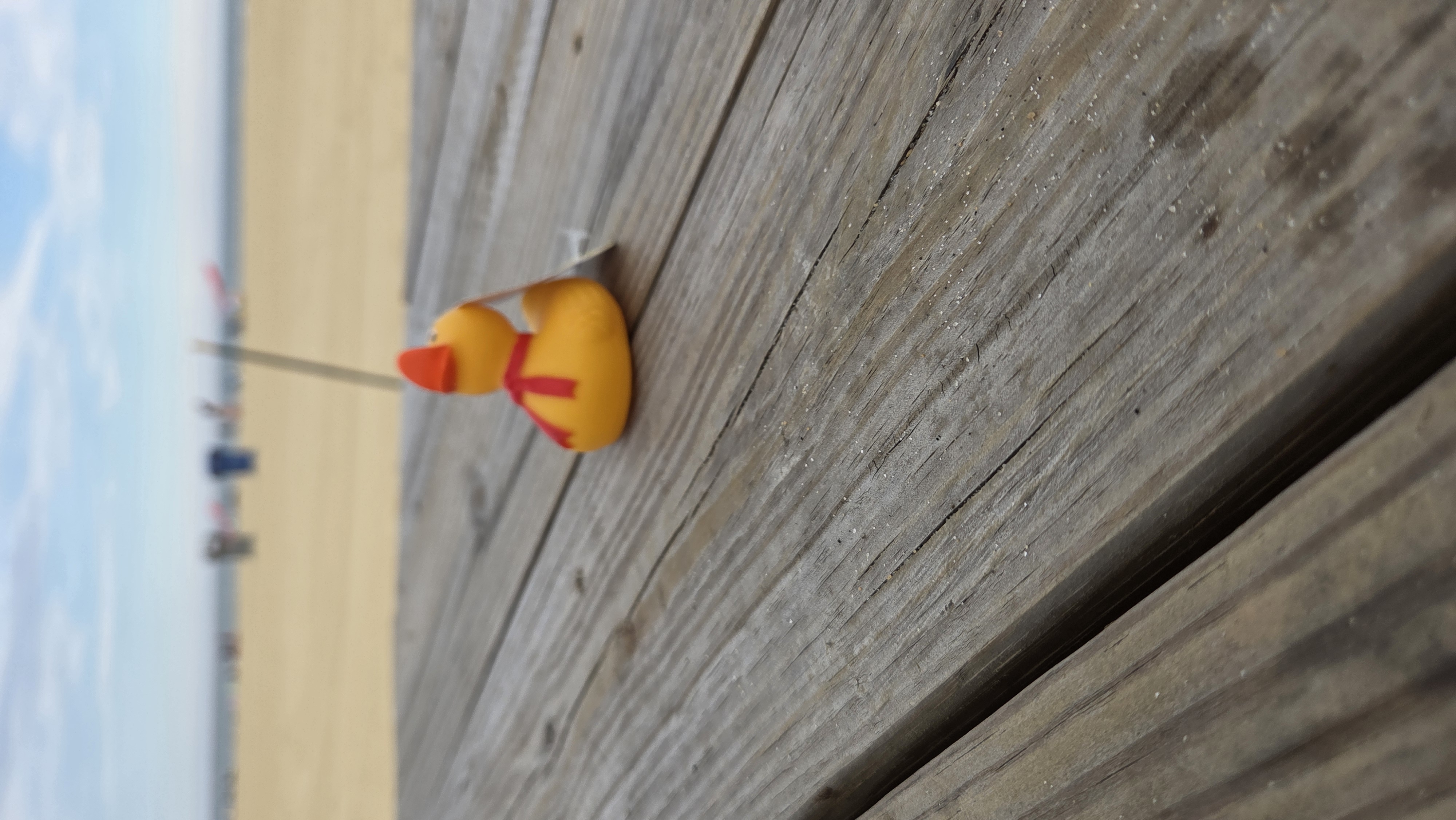 Duck checked in at Asbury, New Jersey